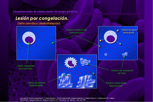 Diapositiva/Slide: 14/42